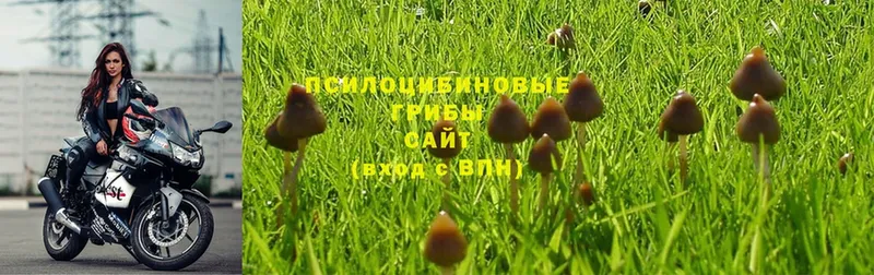 где купить наркоту  Баймак  OMG как войти  Галлюциногенные грибы Psilocybe 